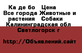 Ка де бо › Цена ­ 25 - Все города Животные и растения » Собаки   . Калининградская обл.,Светлогорск г.